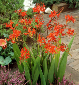 Zwiebeln - Montbrecia 'ORANGE',  Packungsinhalt 20 St