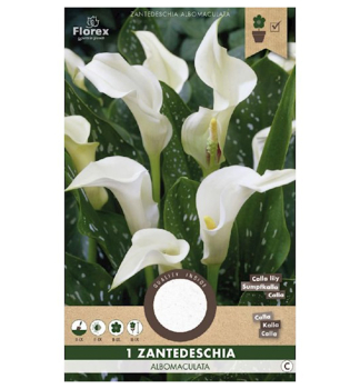 Zwiebeln - Zantedeschia, Packungsinhalt 1 St