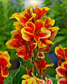 Indisches Blumenrohr 'QUEEN CHARLOTTE', Cont. 1,5 l