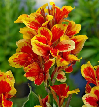 Indisches Blumenrohr 'QUEEN CHARLOTTE', Cont. 1,5 l