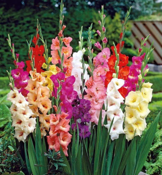 Zwiebeln - Gladiolus (Gladiolus) �LARGE FLOWERED MIX�, Packungsinhalt 50 St