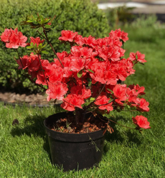 Japanische Azalee SIGNAL GLHEN 20-30 cm, Cont. 2,5 l