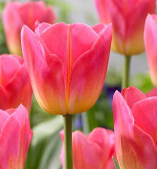 Tulpe TOM POUCE Packungsinhalt 5 St.