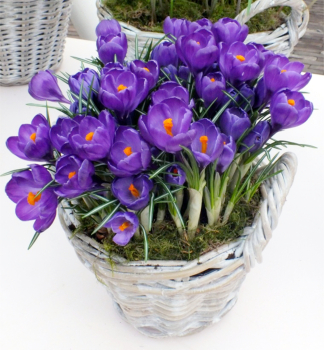 Groblumige Krokusse 'FLOWER RECORD' Packungsinhalt 10 St