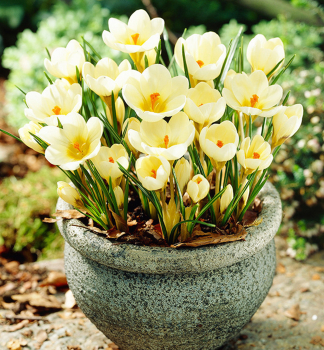 Krokus botanisch CREAM BEAUTY Packunsinhalt 10 St.