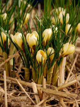 Obrzok (6)