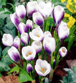 Botanische Krokusse �PRINS CLAUS CHRYSANTHUS� Packungsinhalt 10 St.