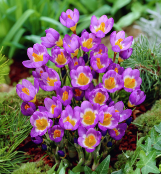 Groblumige Krokusse TRICOLOR SIEBERI Packunginhalt 10 St.