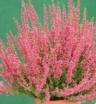 Besenheide 'APHRODITE' Cont. 0,5 l