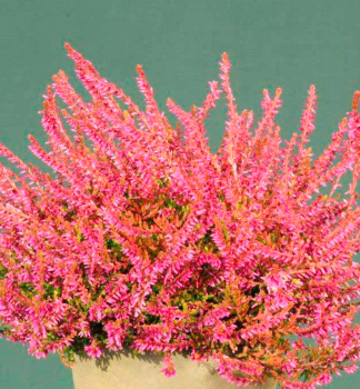 Besenheide 'BONITA' Cont. 0,5 l