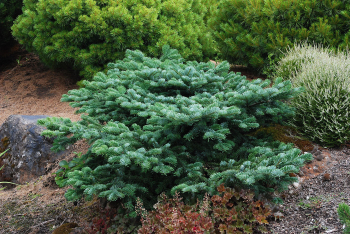 Purpur-Tanne 'SPREADING STAR' 30-40 cm, Cont. 7,5 l