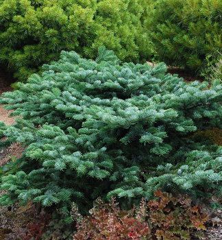 Purpur-Tanne 'SPREADING STAR' 30-40 cm, Cont. 7,5 l