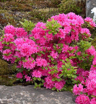 Japanische Azalee �AMOENA� 20-40 cm, Cont. 4 l