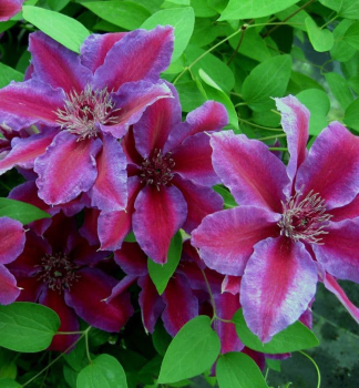 Clematis 'AKAISHI' 40-50 cm, Cont. 1,6 l, Pflanze mit Rankhilfen