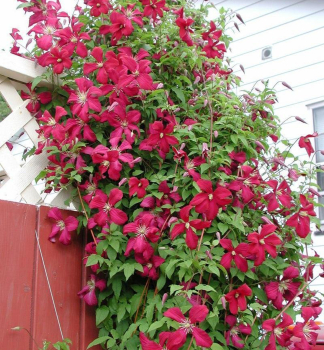 Clematis 'MADAME JULIA CORREVON' 40-50 cm, Cont. 1,6 l, Pflanze mit Rankhilfen