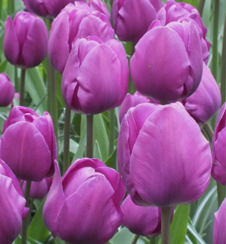 Tulpe NEGRITA Packungsinhalt 5 St.