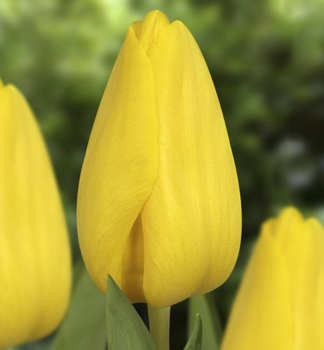 Tulpe STRONG GOLD Packungsinhalt 5 St.