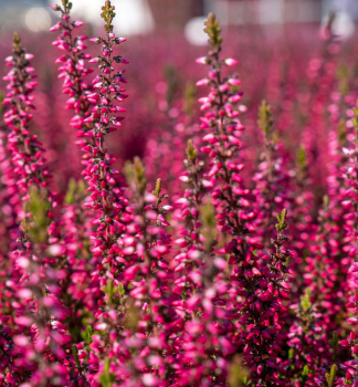 Besenheide 'IRMA', Cont. 0,5 l