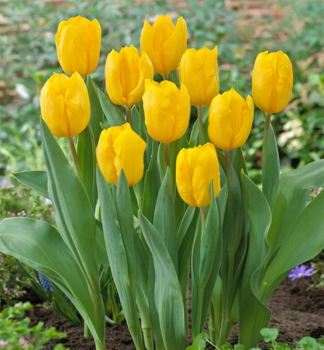 Tulpe �STRONG GOLD�, Cont. 0,5 l