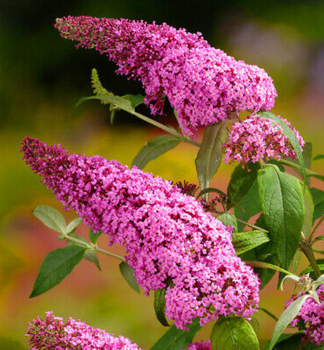 Sommerflieder �PINK BEAUTY� 20-30 cm, Cont. 2,5 l