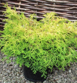 Hinoki-Scheinzypresse �KAMARACHIBA� 20-30 cm, Cont. 2 l