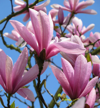 Magnolie 'SPECTRUM' 280-300 cm, Cont. 10 l
