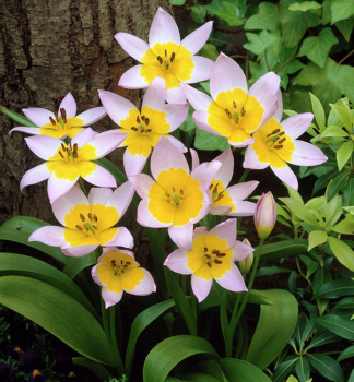 Botanische Tulpe SAXATILIS, Packungsinhalt 10 St.