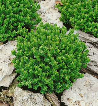 Strauchveronika (Hebe) �McKEAN� Cont. 0,5 l