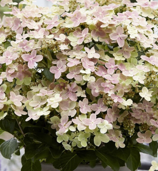 Rispenhortensie POLESTAR, Cont. 1,4 l