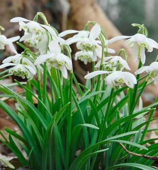 Schneeglckchen FLORE PLENO, Packungsinhalt 5 St.