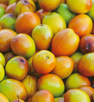 Jujube (Chinesische Dattel) �DONG ZAO� 10-15 cm, Cont. 2 l