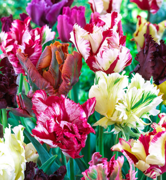 Tulpe PARROT MIXED 5 Stck in einer Packung