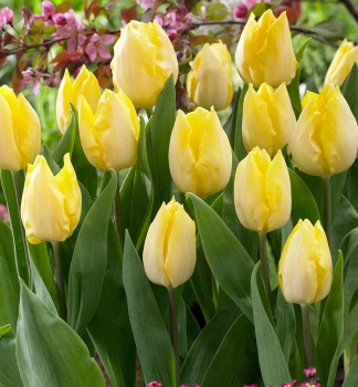 Tulpe SUNNY PRINCE Packungsinhalt 5 St.