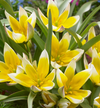 Botanische Tulpe �TARDA DASYSTEMON�, Packungsinhalt 10 St.