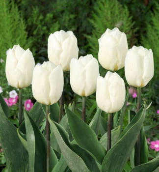Tulpe WHITE PRINCE Packungsinhalt 5 St.