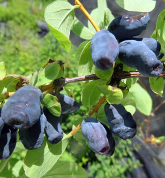 Honigbeere �STRAWBERRY SENSATION� 50-60 cm, Cont. 2 l