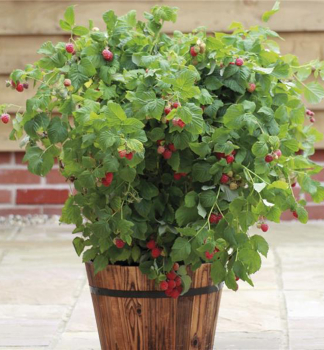 Zwerge Himbeere SWEET SUNSHINE 30-40 cm, Cont. 1 l