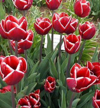 Tulpe �ARMANI� Packungsinhalt 5 St.