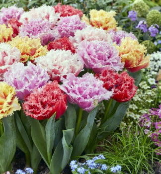 Tulpe DOUBLE FRINGED MIXED Packungsinhalt 5 St.