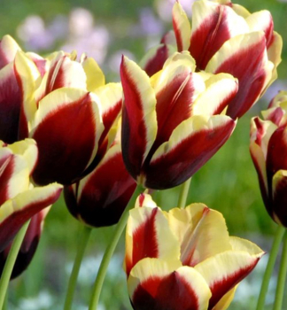 Tulpe �GAVOTA�, Packungsinhalt 5 St.