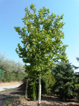 Ahornbl�ttrige Platane 220-230 cm, Cont. 15 l
