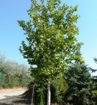 Ahornbl�ttrige Platane 220-230 cm, Cont. 15 l