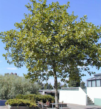 Ahornbl�ttrige Platane 220-230 cm, Cont. 15 l