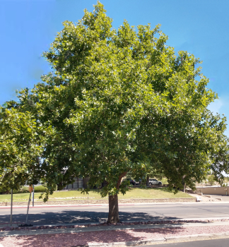 Ahornbl�ttrige Platane 220-230 cm, Cont. 15 l