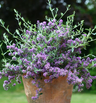 Sommerflieder 'UNIQUE' 70-80 cm, Cont. 2,5 l