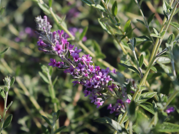 Obr�zok (6)