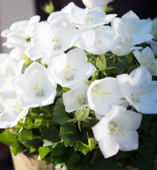 Karpaten Glockenblume AVIDA WHITE, Cont. 0,5 l