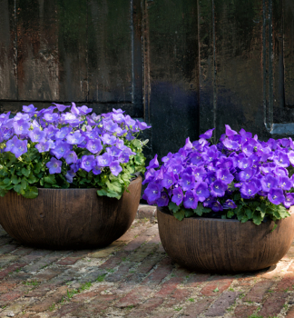 Karpaten Glockenblume AVIDA BLUE, Cont. 0,5 l