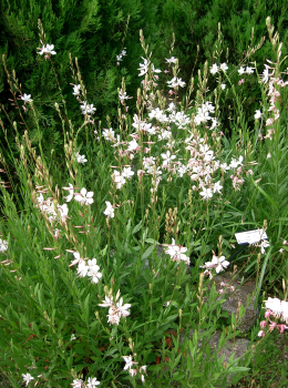 Obrzok (3)