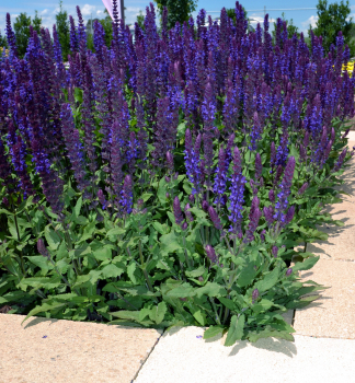 Steppen-Salbei 'SALVATORE BLUE' Cont. 0,5 l